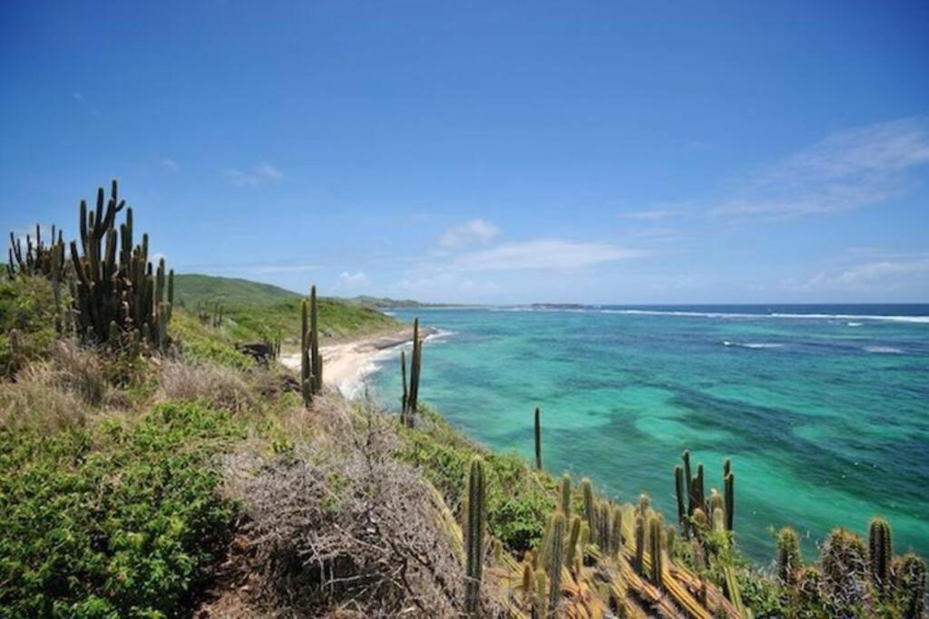 Hamo Tropical Piscine Proche Plage Lejlighed Sainte-Anne Eksteriør billede